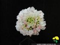 Scabiosa japonica Nana Light Pink